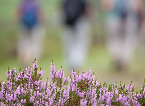 Close up of heather