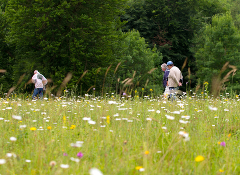 Wildflower Walkers