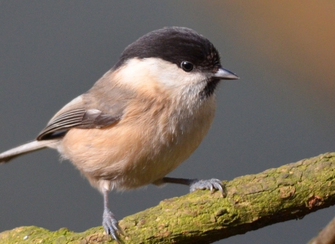 Willow Tit by Adam Jones