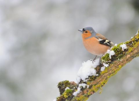 Chaffinch on snowy branch by Fergus Gill